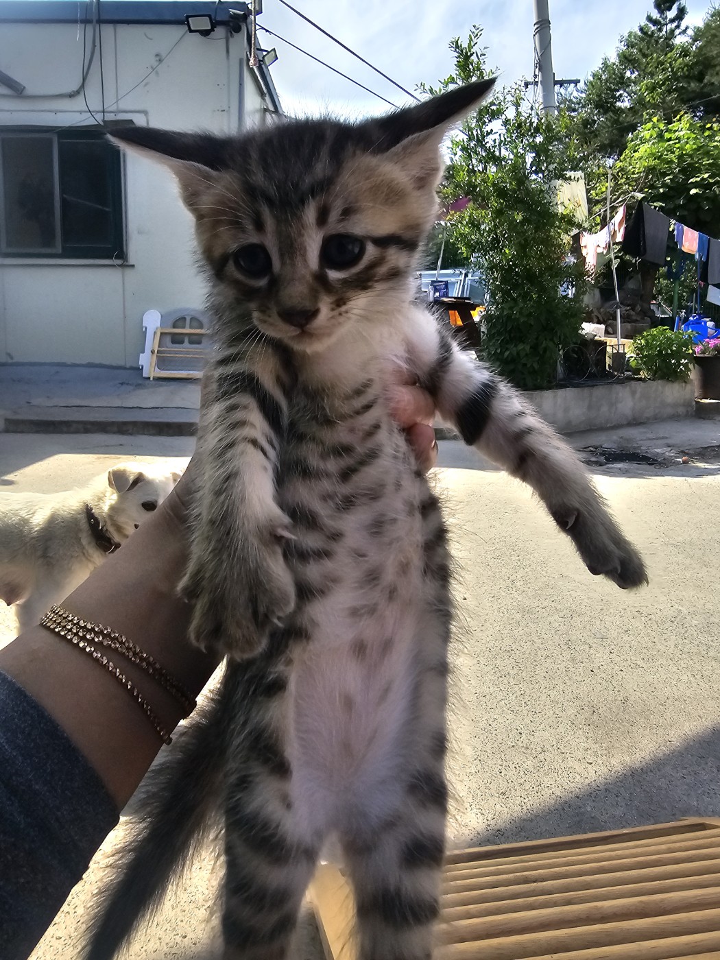 밀양시 동물보호센터_448536202400981