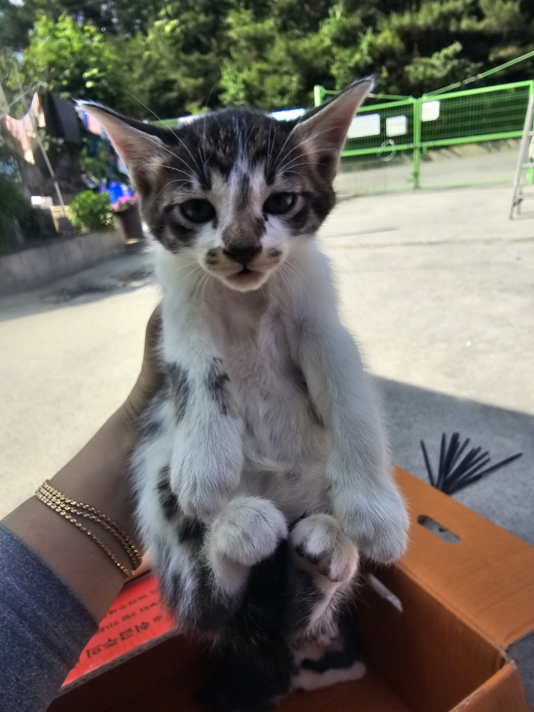 보호중 한국 고양이…