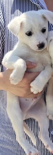밀양시 동물보호센터_448536202400989