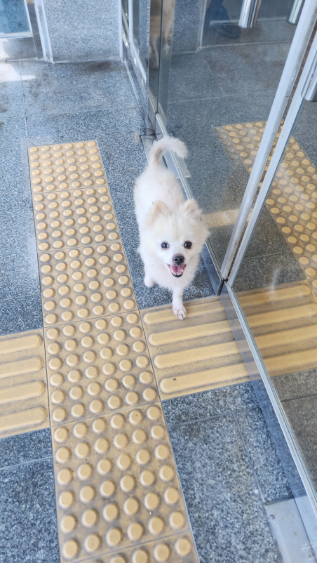 보호중 스피츠의 가…