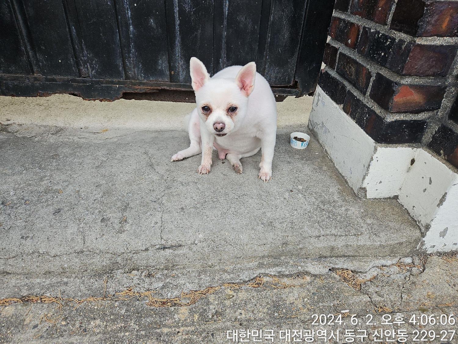 보호중 포메라니안의…