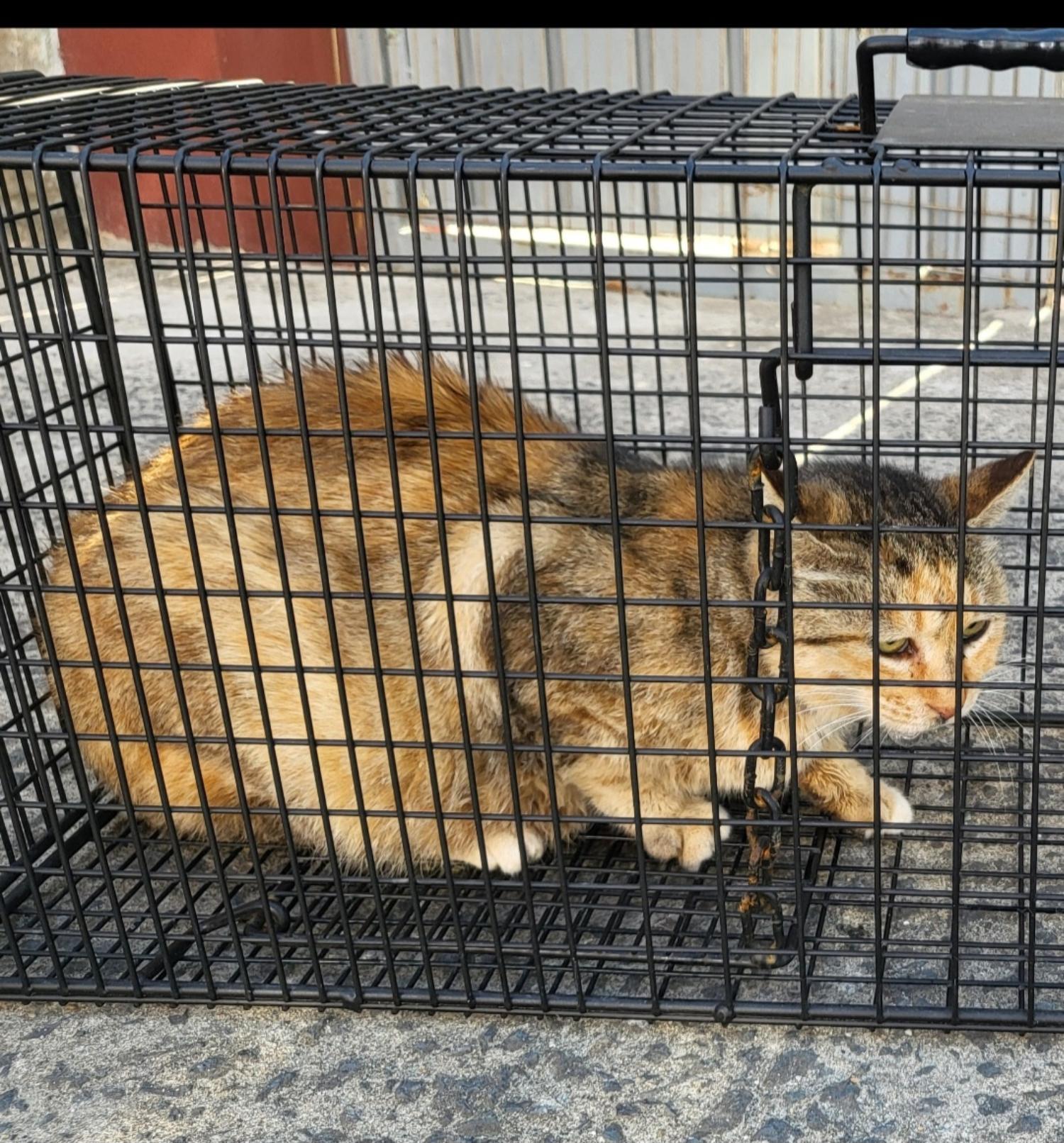 보호중 한국 고양이…
