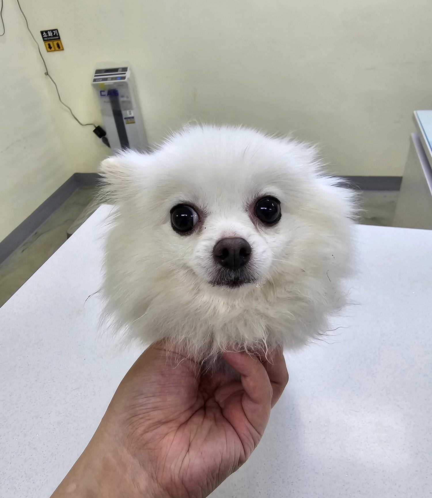 아산동물복지지원센터_444452202401639
