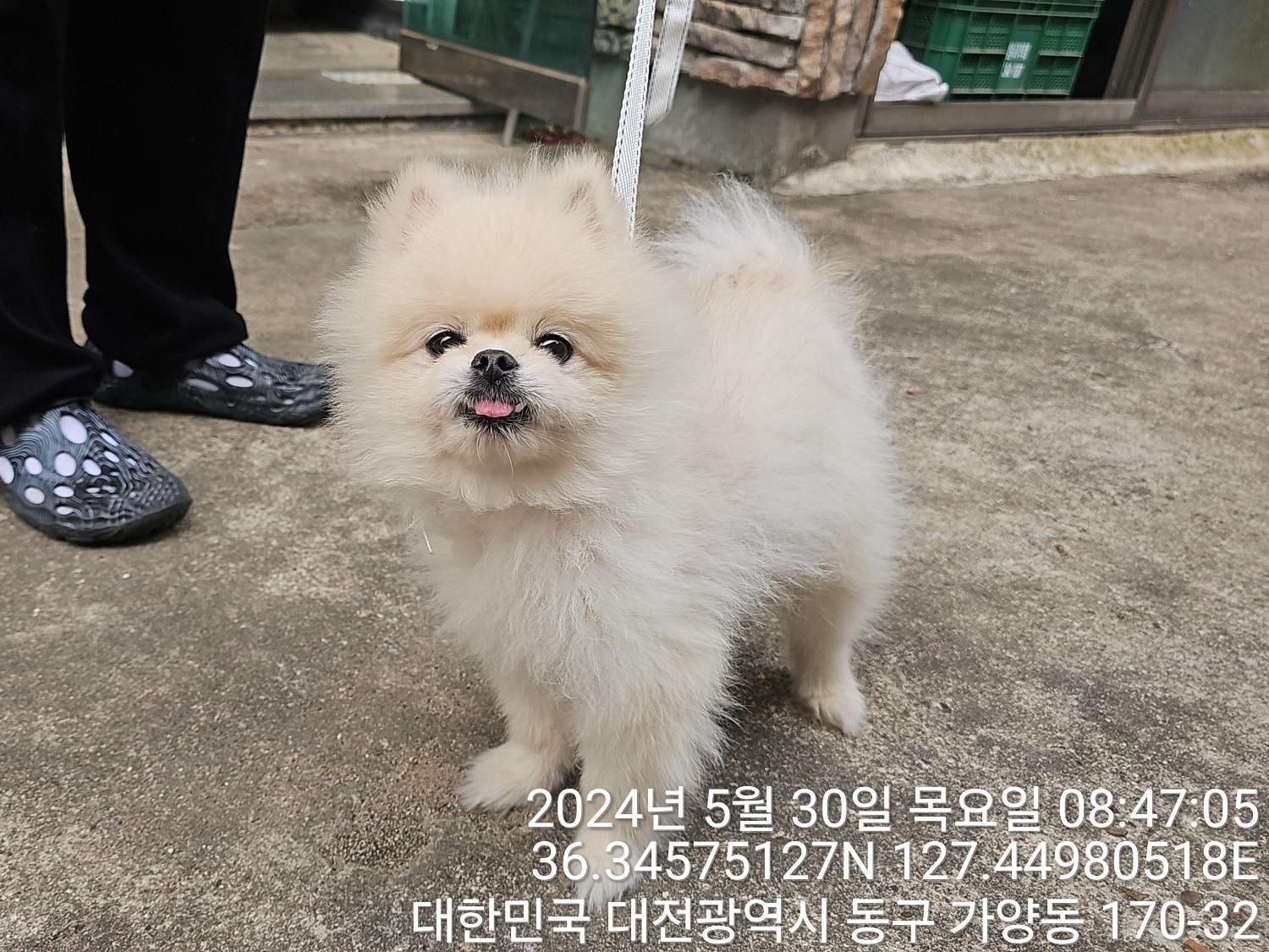 보호중 포메라니안의…