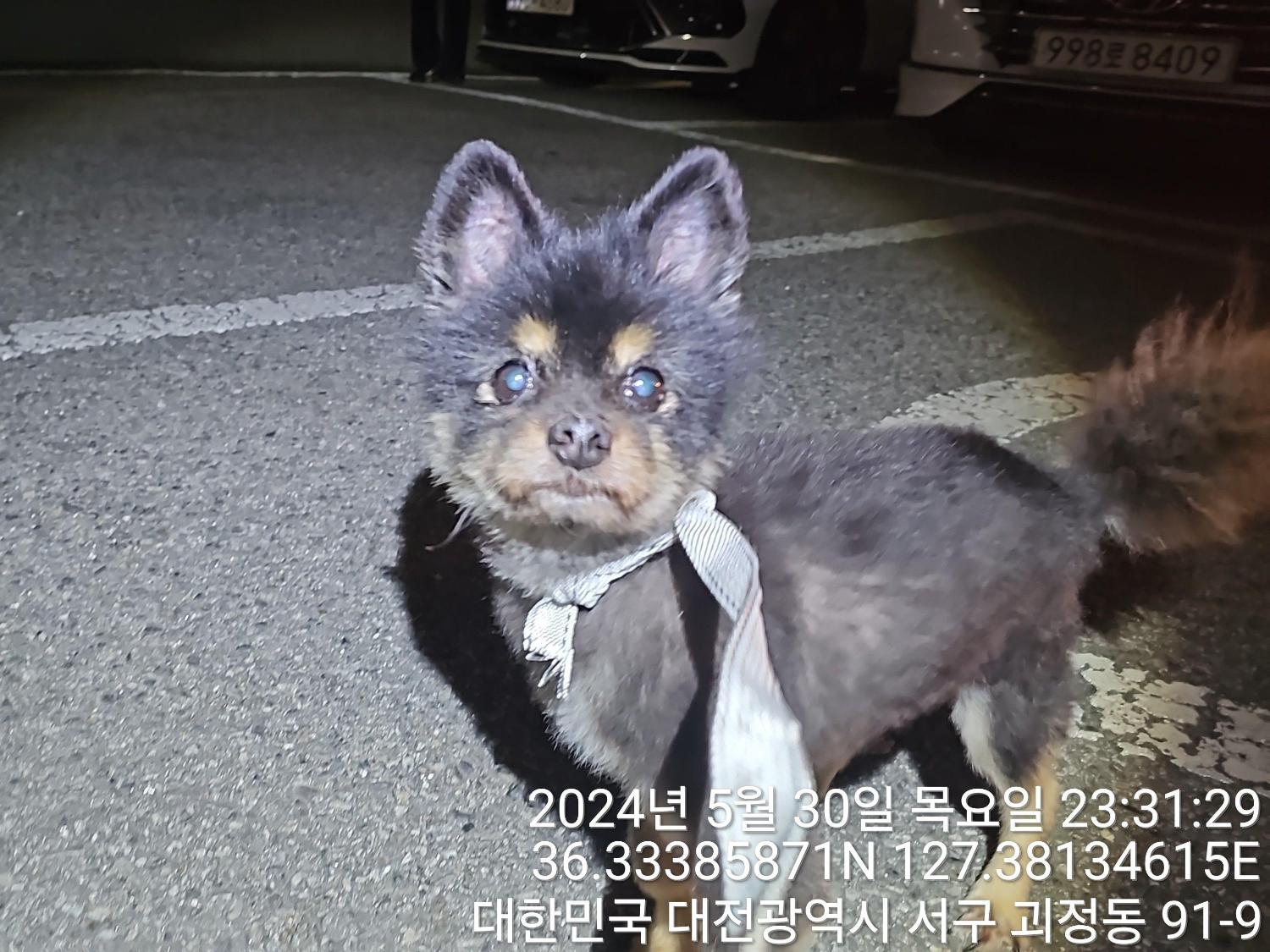 대전동물보호센터_430366202400238