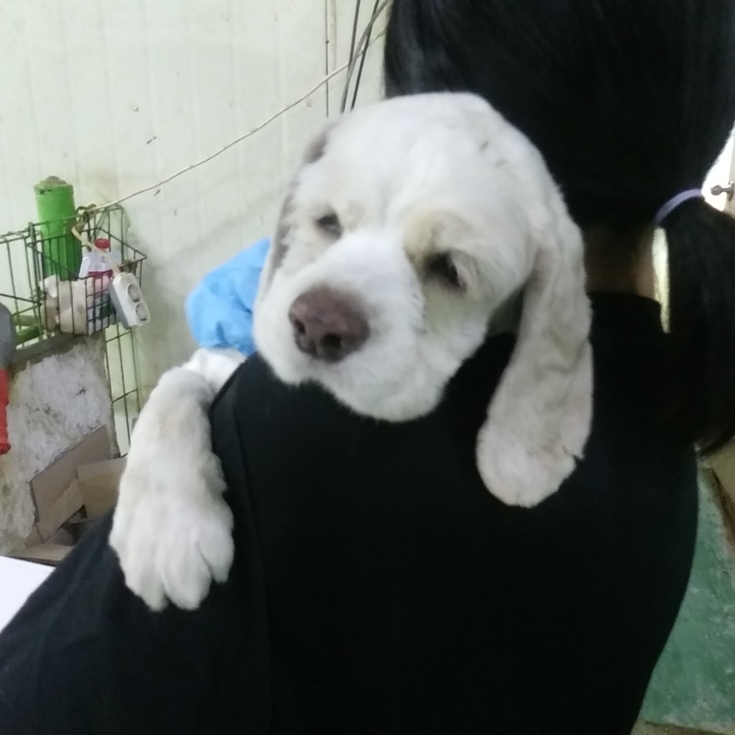 종료(입양) 코카 …