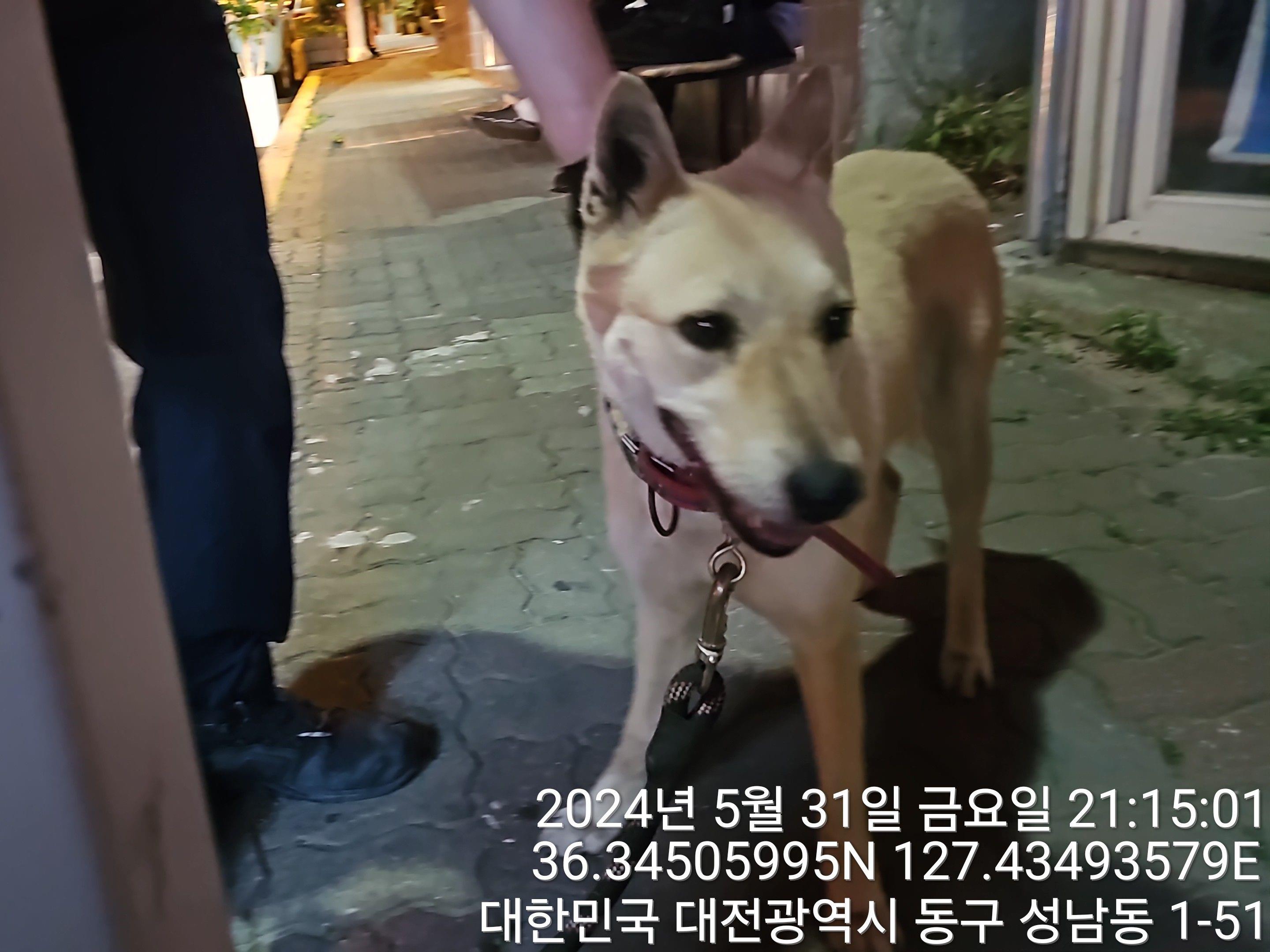 종료(반환) 믹스견…