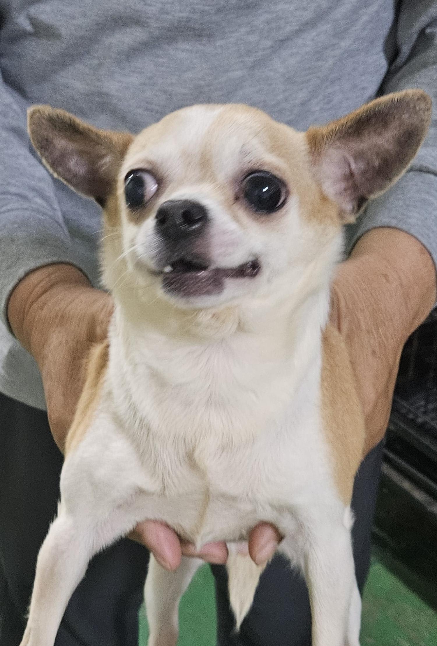 대구유기동물보호협회_427347202400452