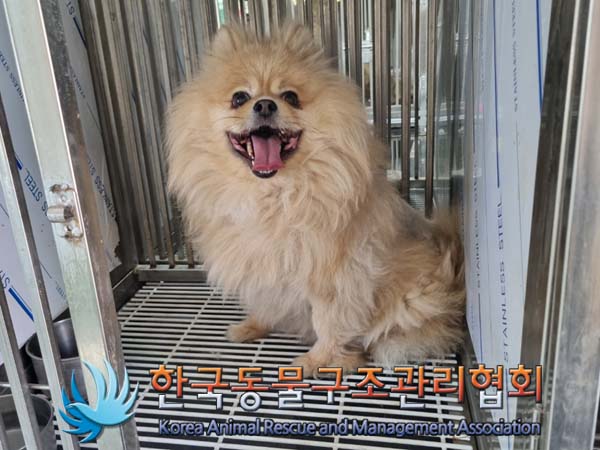 보호중 포메라니안의…