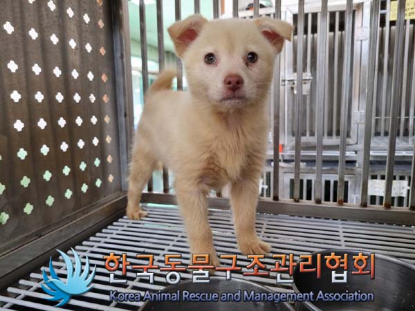 보호중 믹스견의 가…