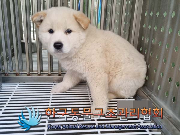 한국동물구조관리협회_441409202400821