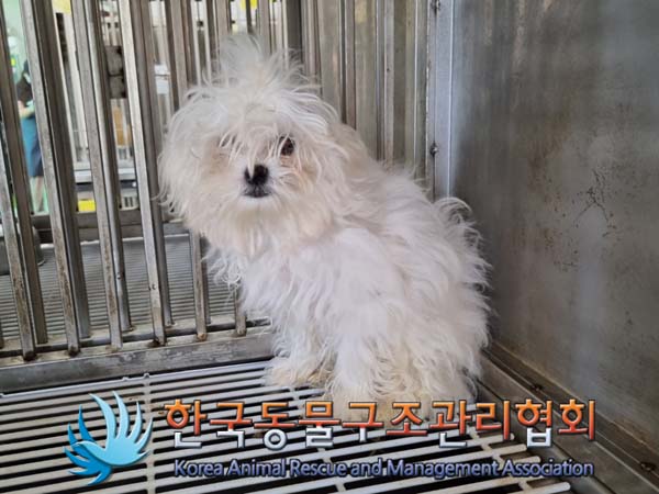 보호중 말티즈의 가…