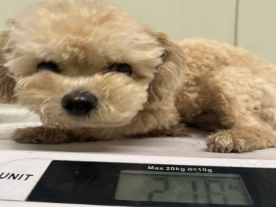 동부유기동물보호협회_426333202400418