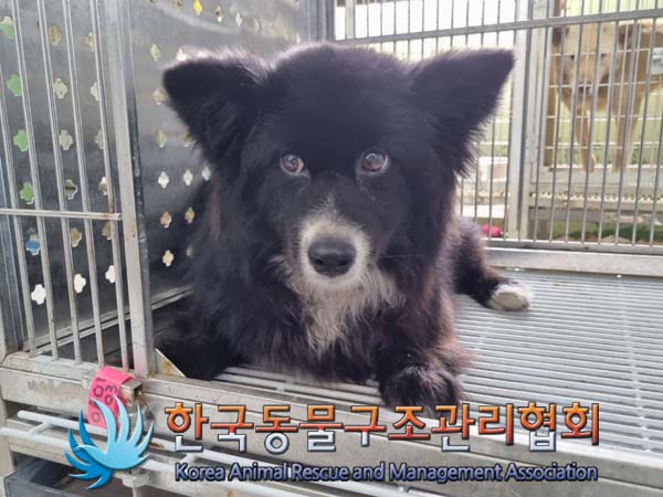 종료(반환) 믹스견…