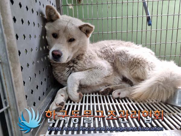 한국동물구조관리협회_441404202400330
