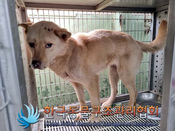 보호중 믹스견의 가…