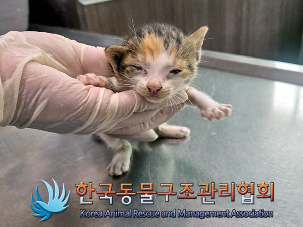 종료(자연사) 한국…