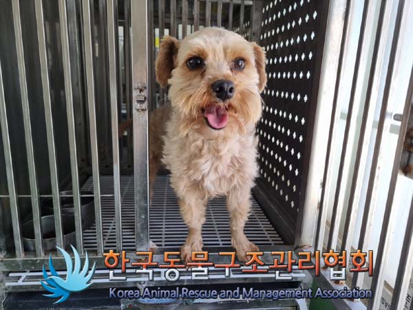 종료(반환) 믹스견…