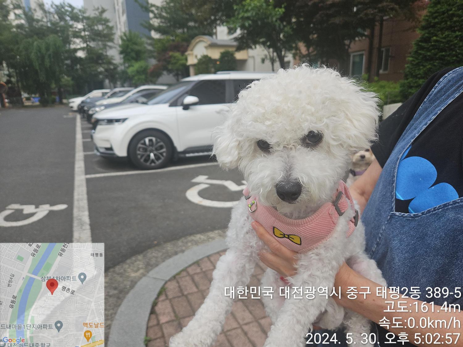 종료(입양) 비숑 …