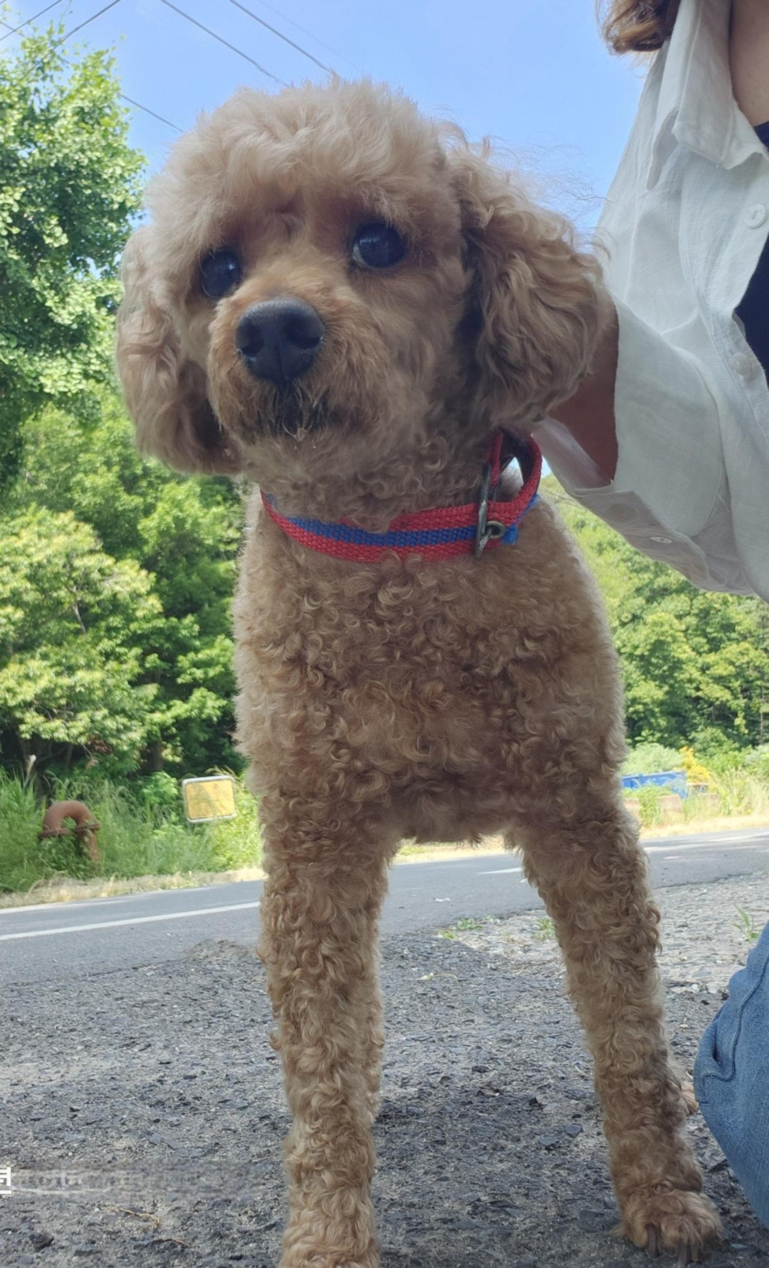 보호중 푸들의 가족…