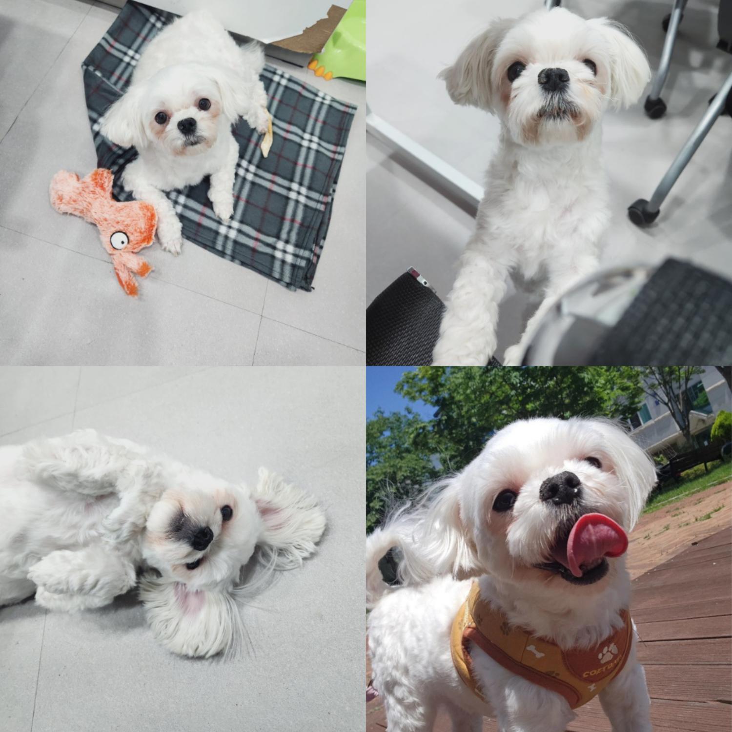 반려동물 입양센터_447508202400658