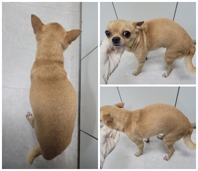 보호중 치와와의 가…