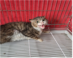 유기동물및관리협회_448535202400741