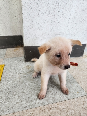 종료(안락사) 믹스…
