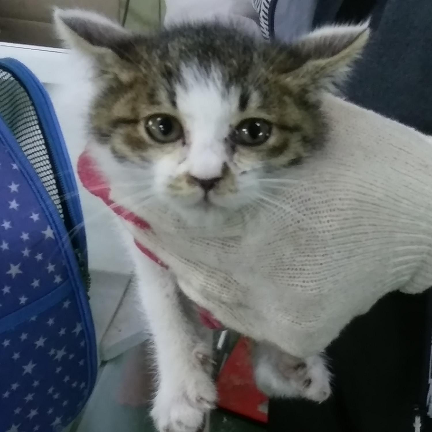 종료(입양) 한국 …