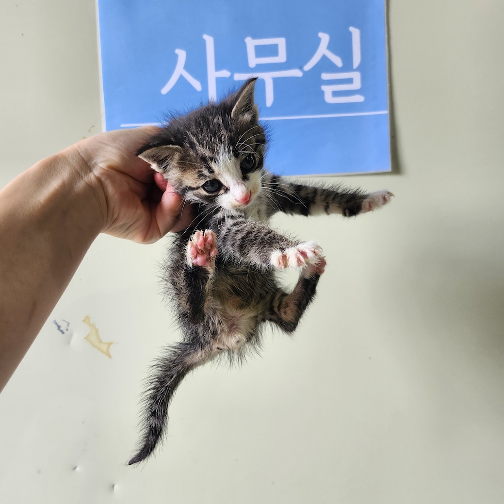 종료(자연사) 한국…