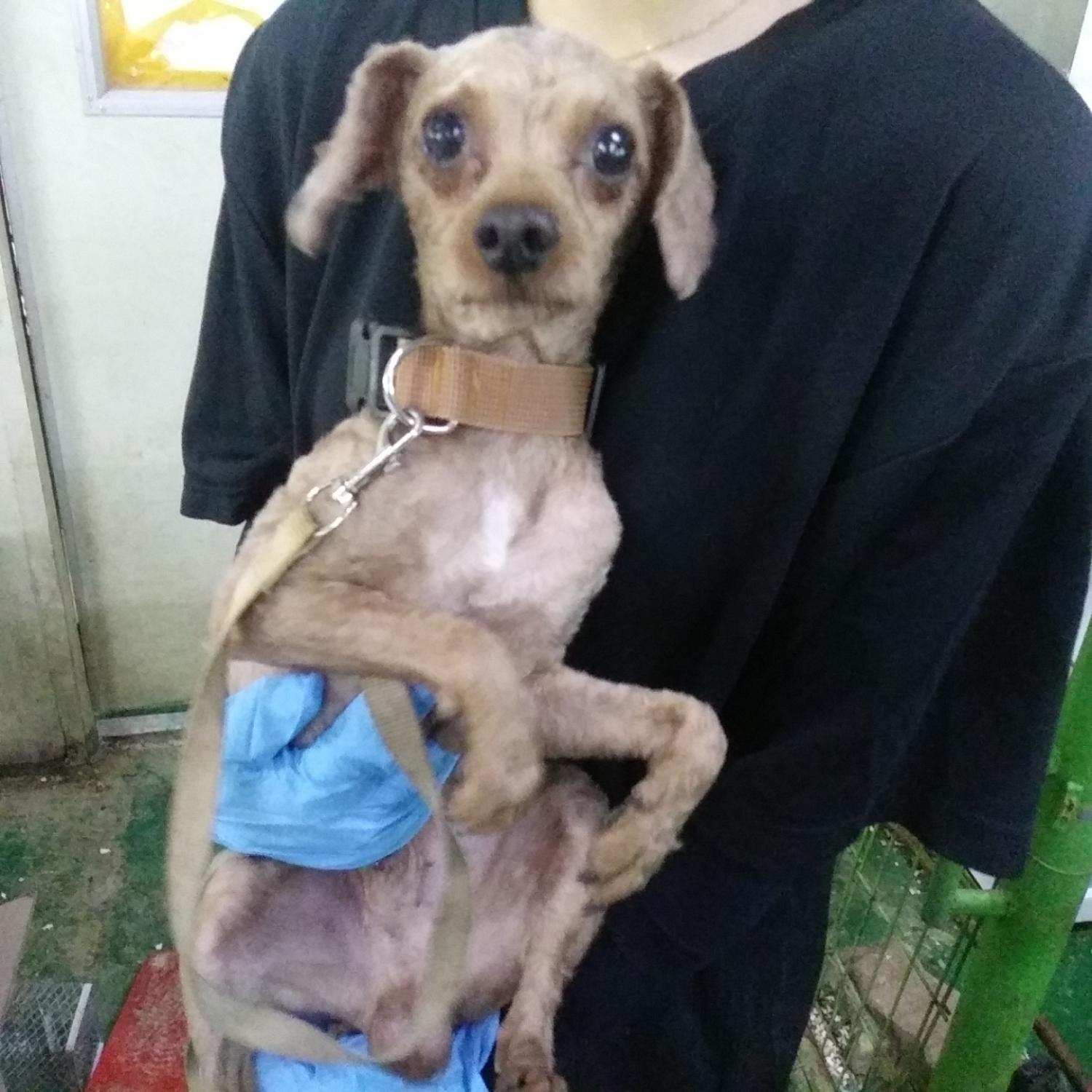 보호중 푸들의 가족…