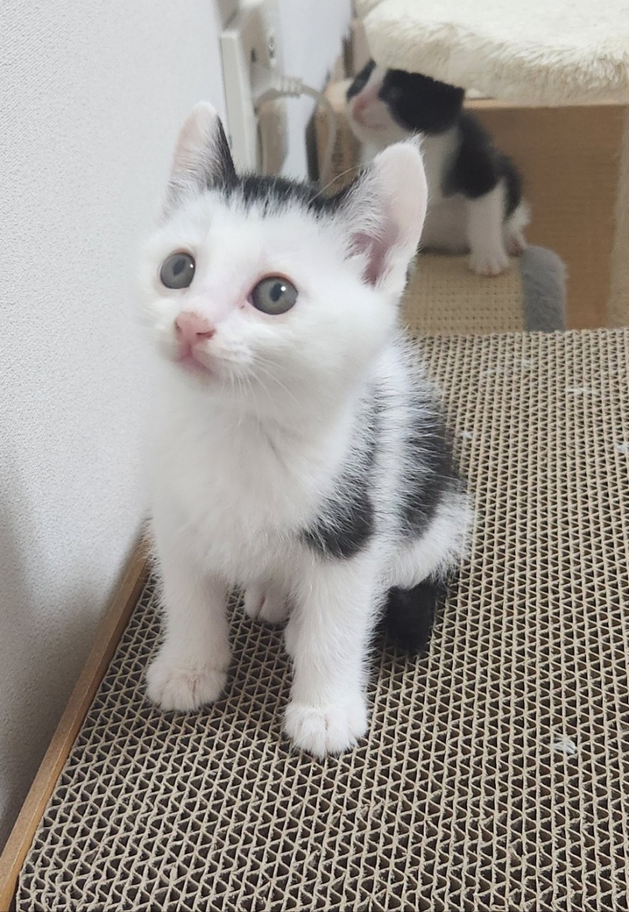 [고양이] 믹스묘 충남-아산-2024-00447 유기동물 배경 이미지 입니다.