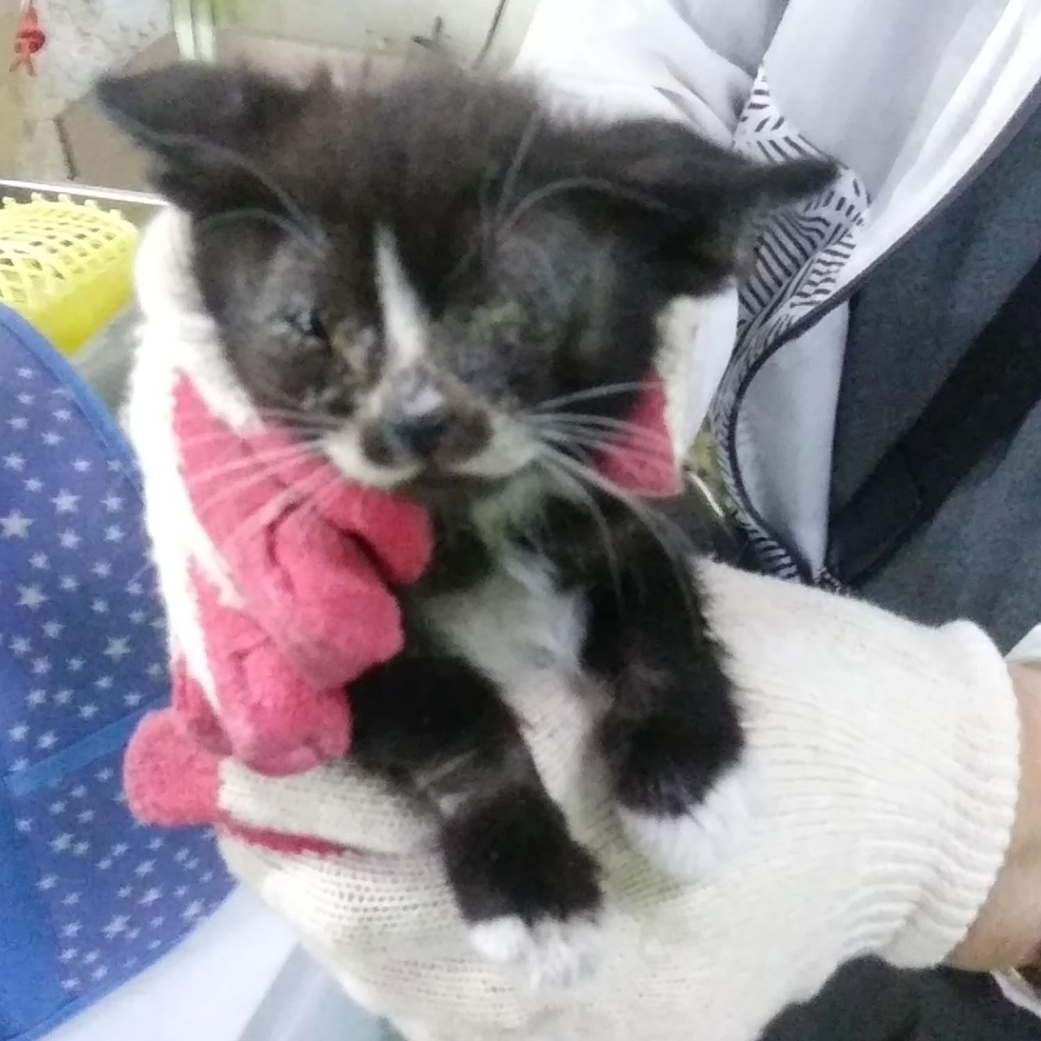 종료(자연사) 한국…