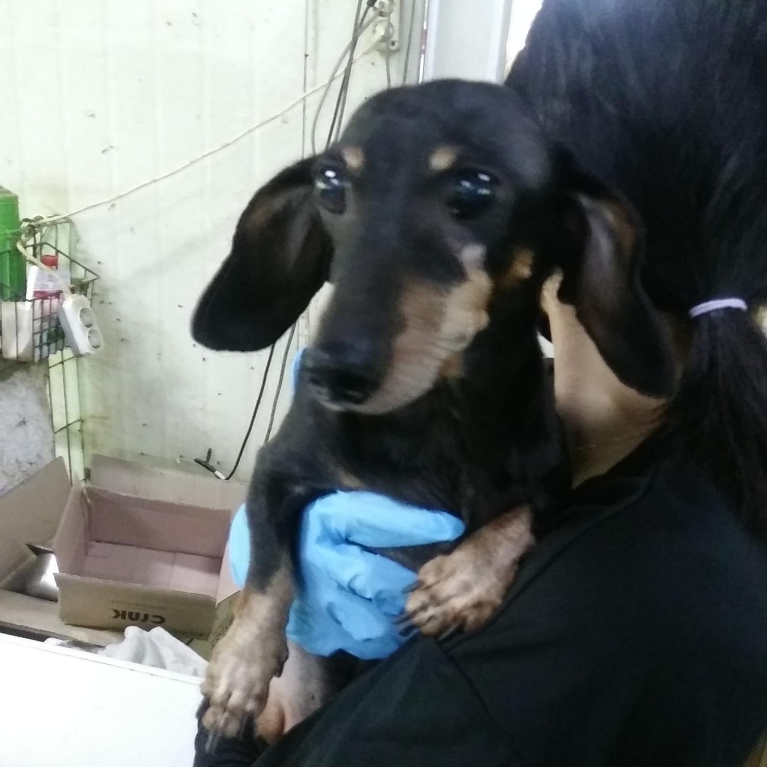 보호중 닥스훈트의 …