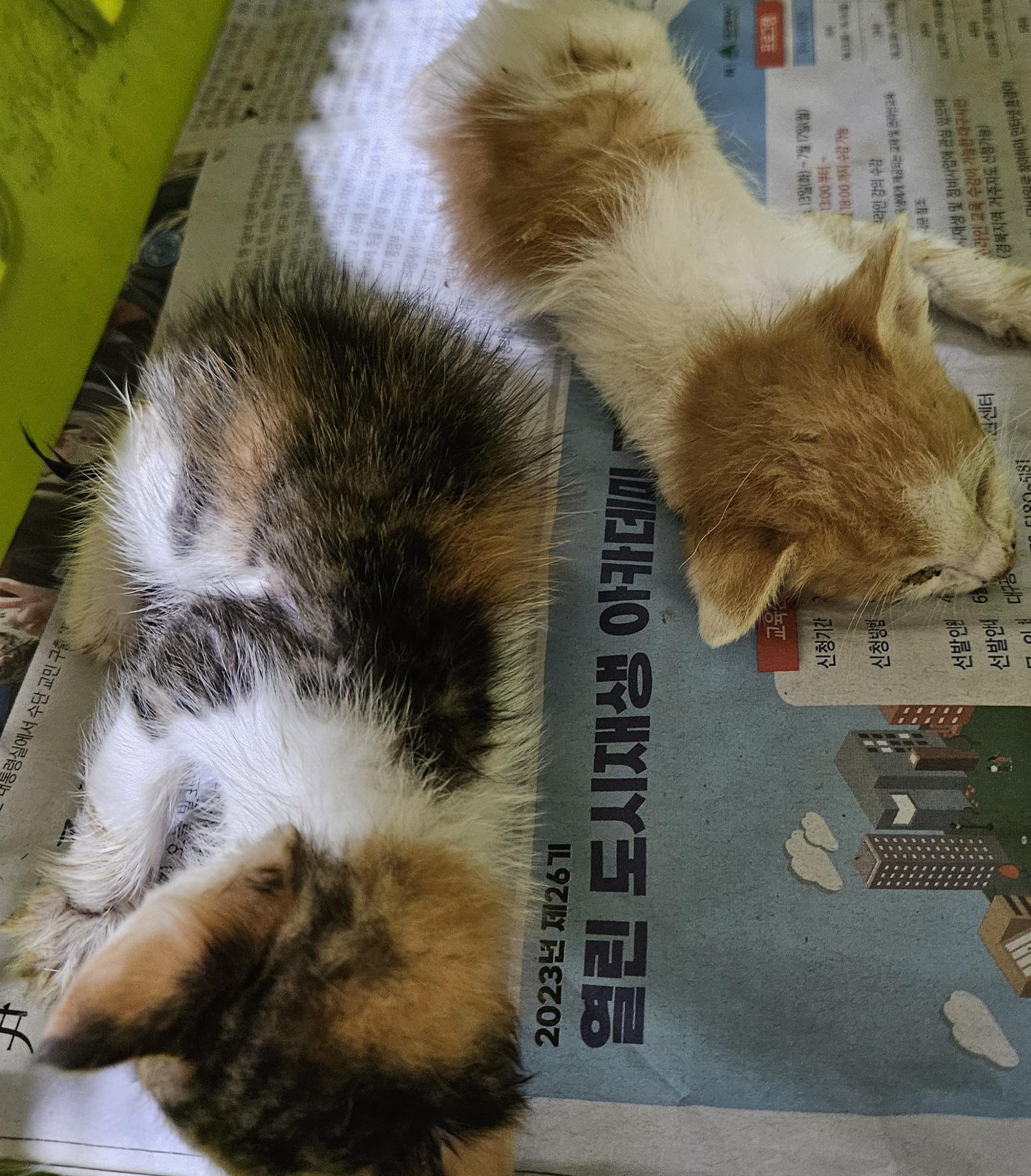 대구유기동물보호협회_427345202400290