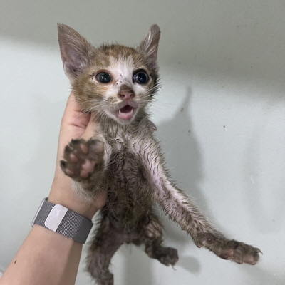 동부유기동물보호협회_426333202400420