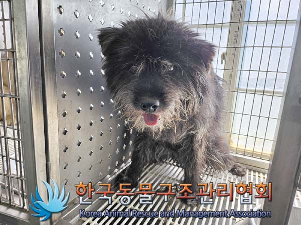 종료(반환) 믹스견…