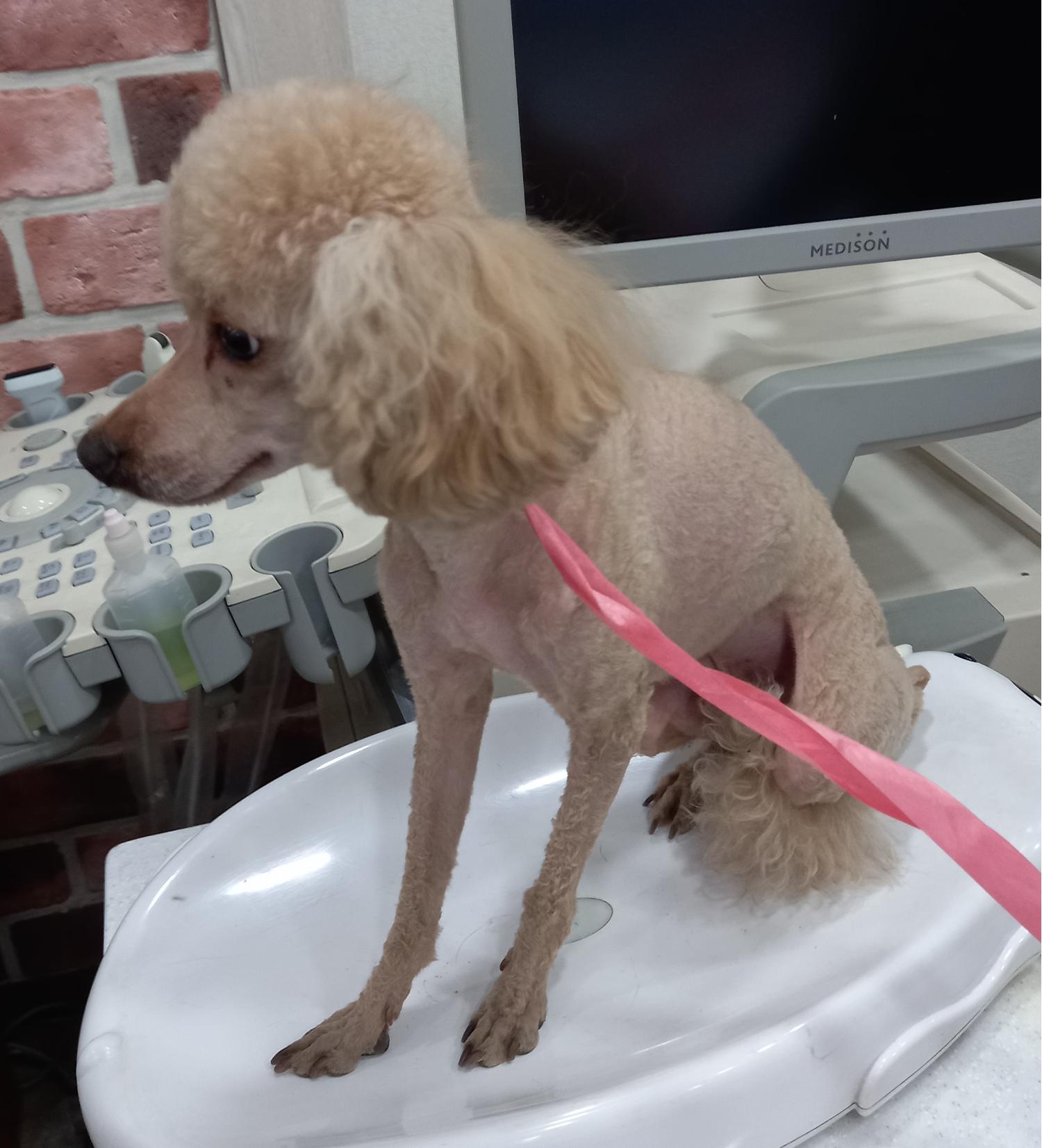 종료(반환) 푸들의…