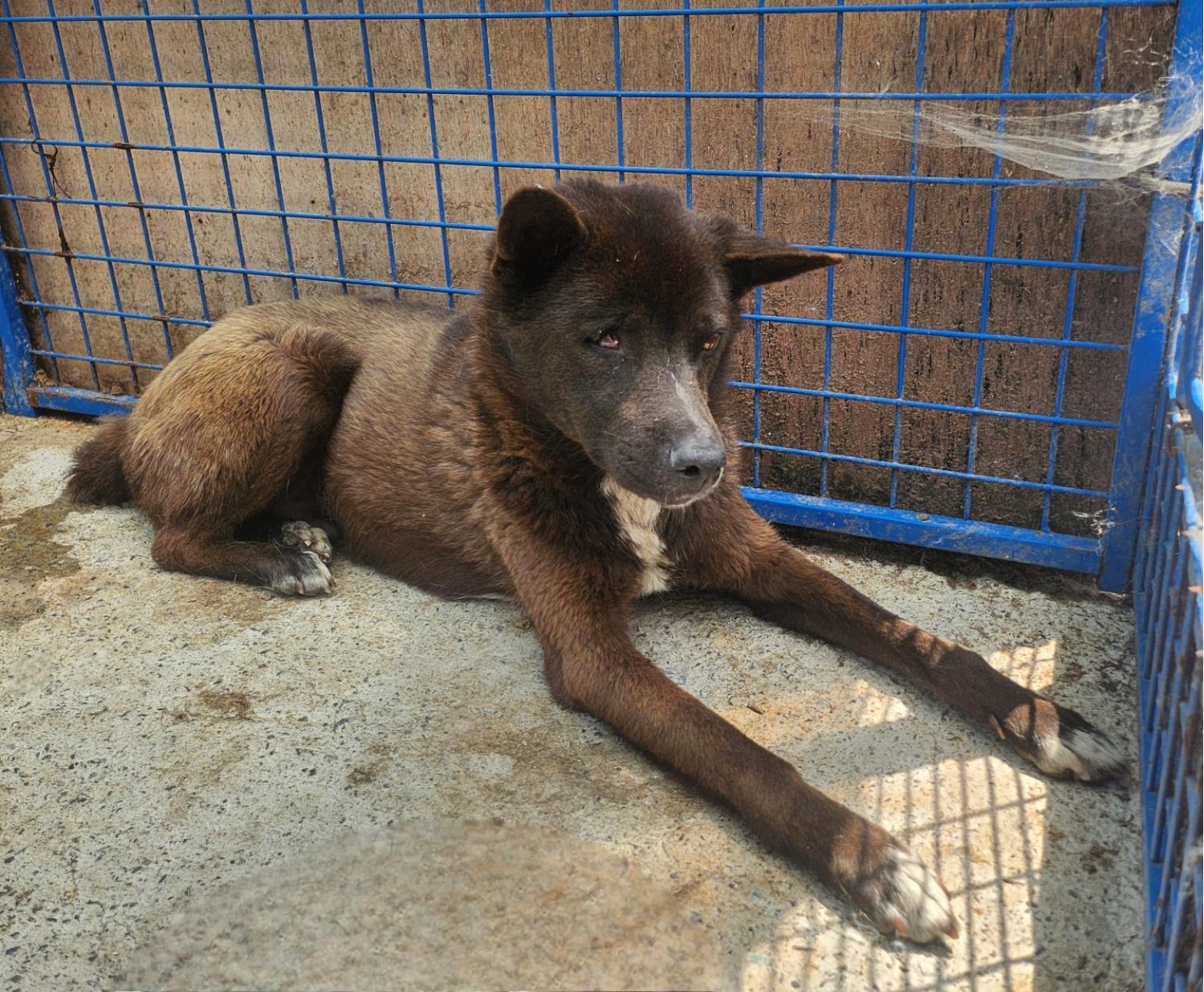 울산유기동물보호센터_431373202400745