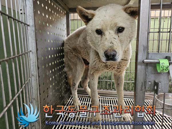 종료(안락사) 믹스…