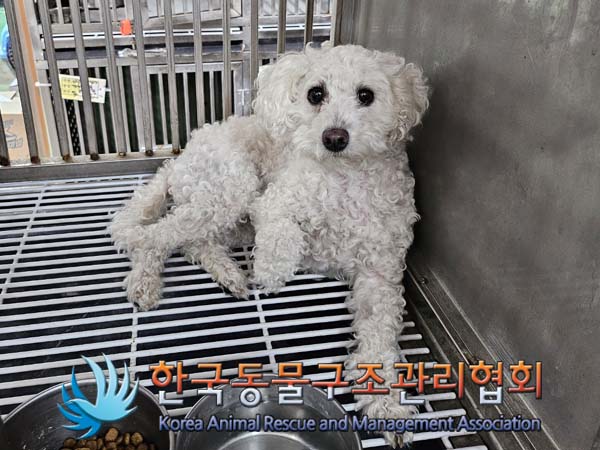 종료(기증) 푸들의…