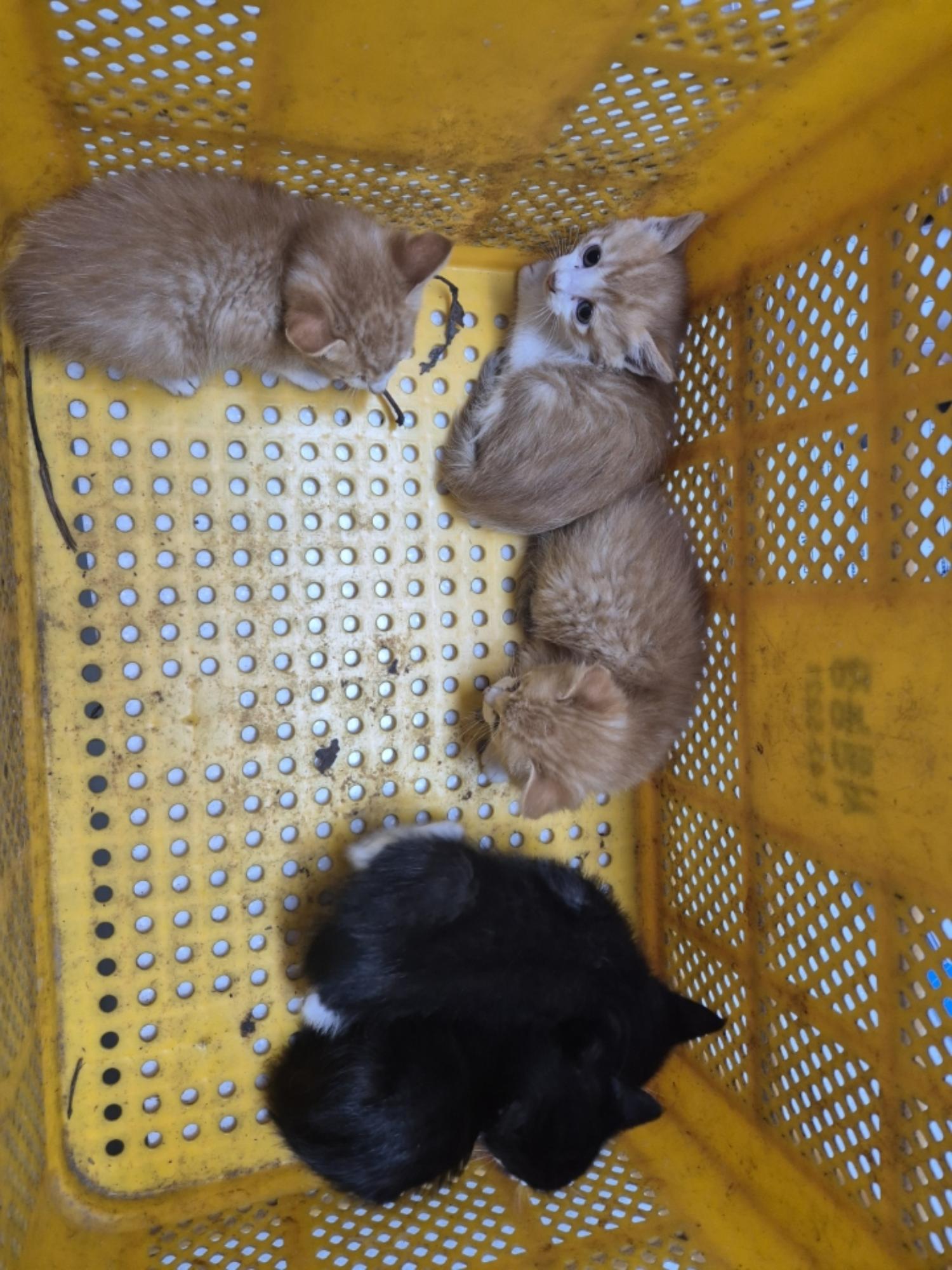보호중 한국 고양이…