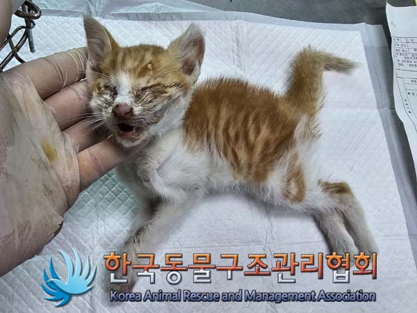 종료(자연사) 한국…