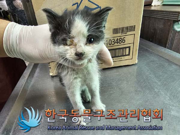 종료(자연사) 한국…