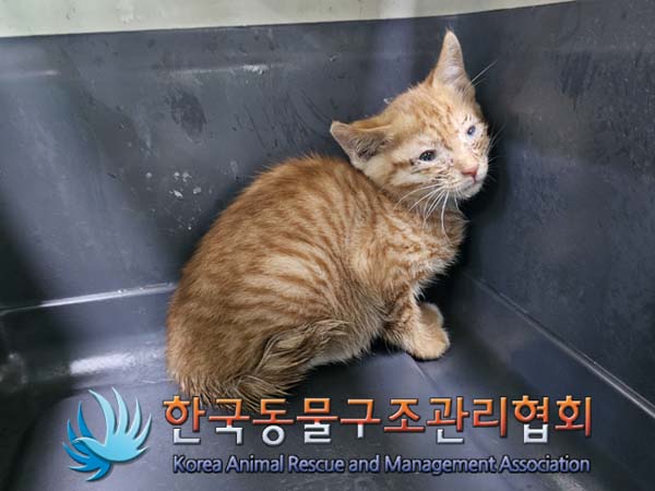 종료(입양) 한국 …