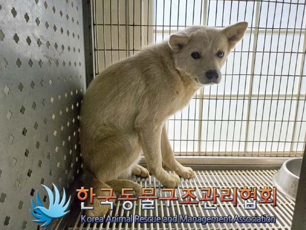 종료(안락사) 믹스…