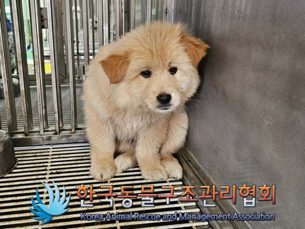 종료(안락사) 믹스…