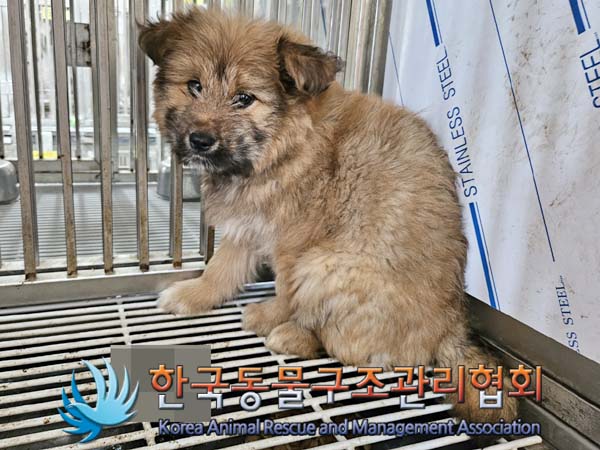 한국동물구조관리협회_441406202400972