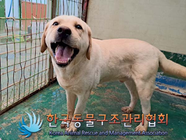 보호중 라브라도 리…