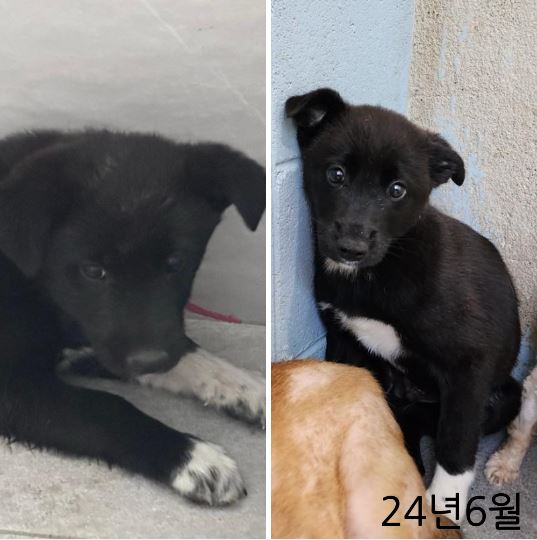 보호중 믹스견의 가…